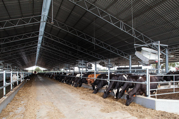 Dairy Shed Mats Guide for Clean, Safe Comfort