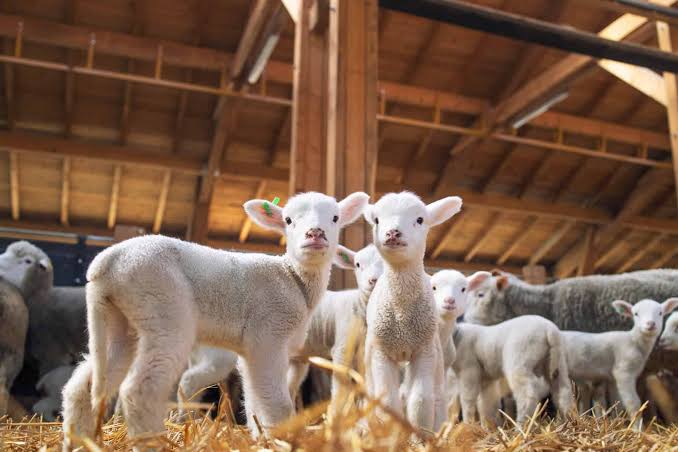 Animal Contact Area Mats: Comfort and Cleanliness Tips