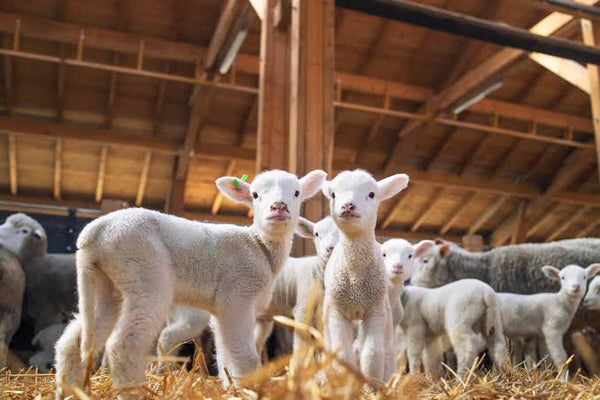 Animal Contact Area Mats: Comfort and Cleanliness Tips
