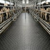 Dairy Shed Milking Parlour Mat
