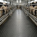 Dairy Shed Milking Parlour Mat