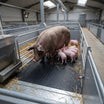 Pig Farrowing Crate Mat