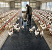 Poultry House Mat